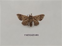 藏品(窄斑褐刺蛾)的圖片